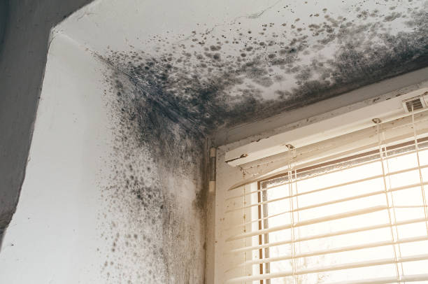 Affordable Mold Removal solutions in Ashland, OR